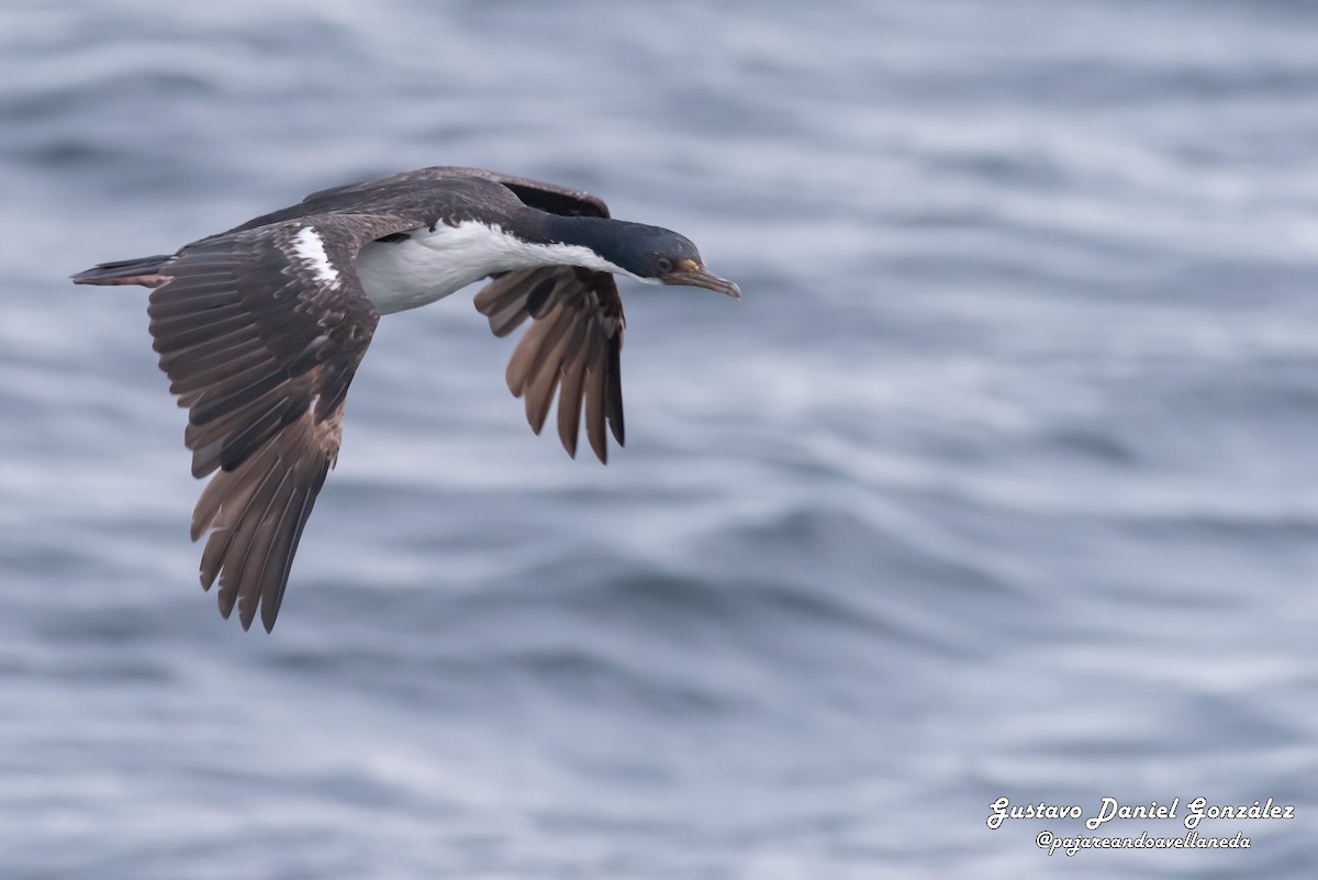 Kaiserscharbe - ML648988375