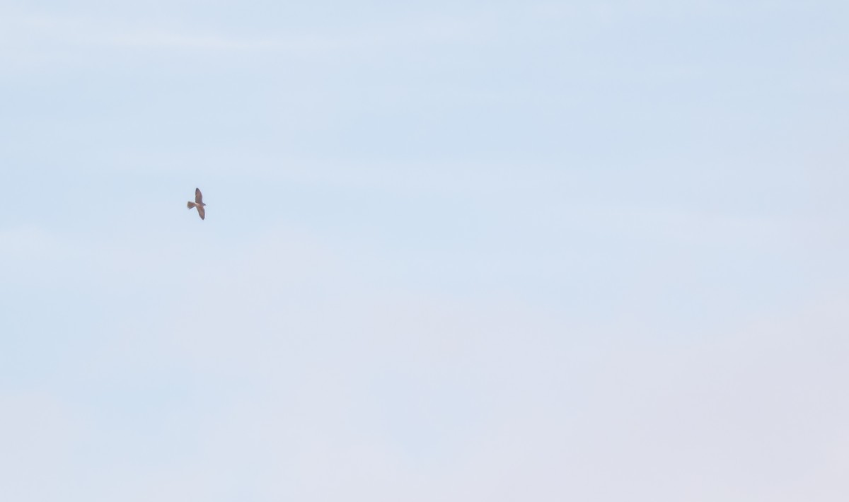 Lanner Falcon - ML648988613