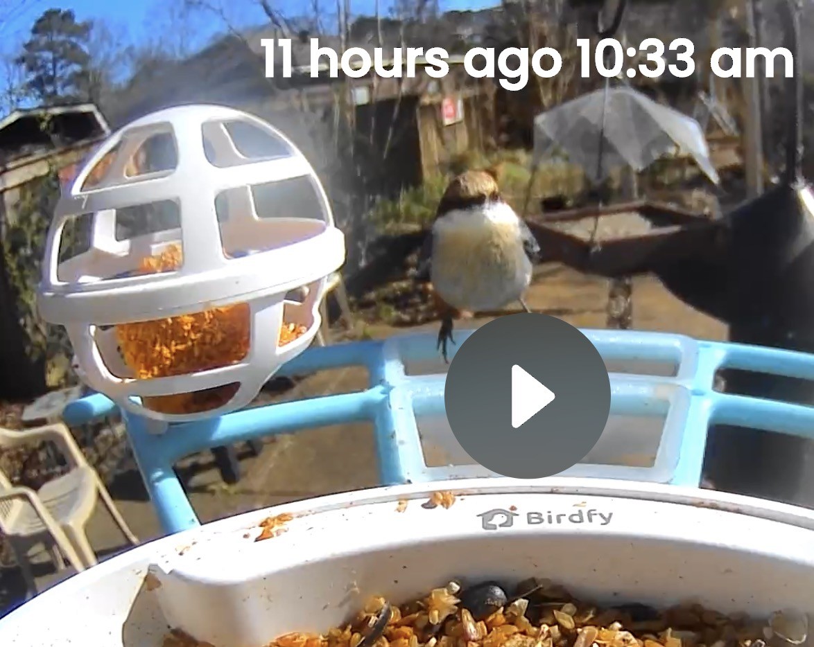 Brown-headed Nuthatch - ML648988733