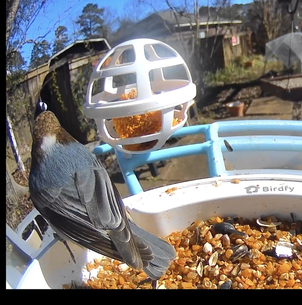 Brown-headed Nuthatch - ML648988734