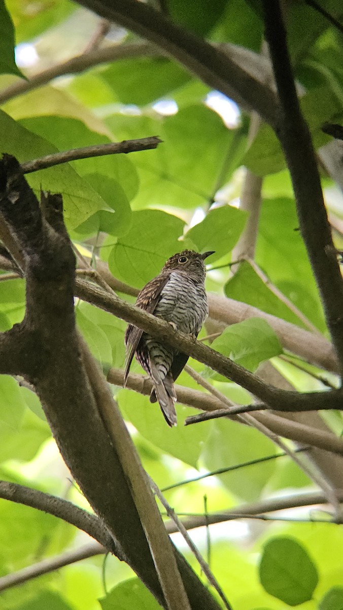 Rostbrustkuckuck - ML648988773