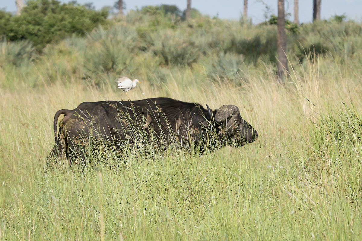 kuhegre - ML648988897