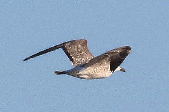 kaspimåke - ML648988898