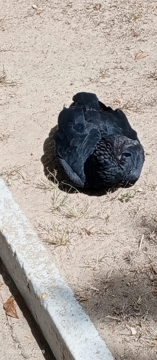 svartkondor - ML648988899