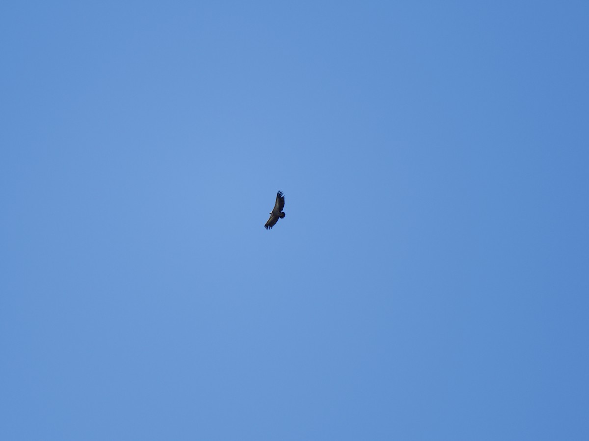 gåsegribb - ML648988902