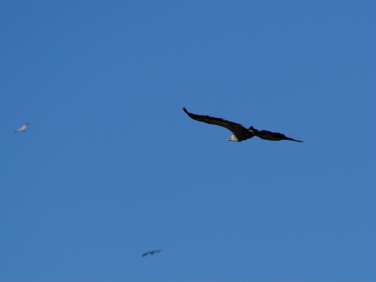 gåsegribb - ML648988903