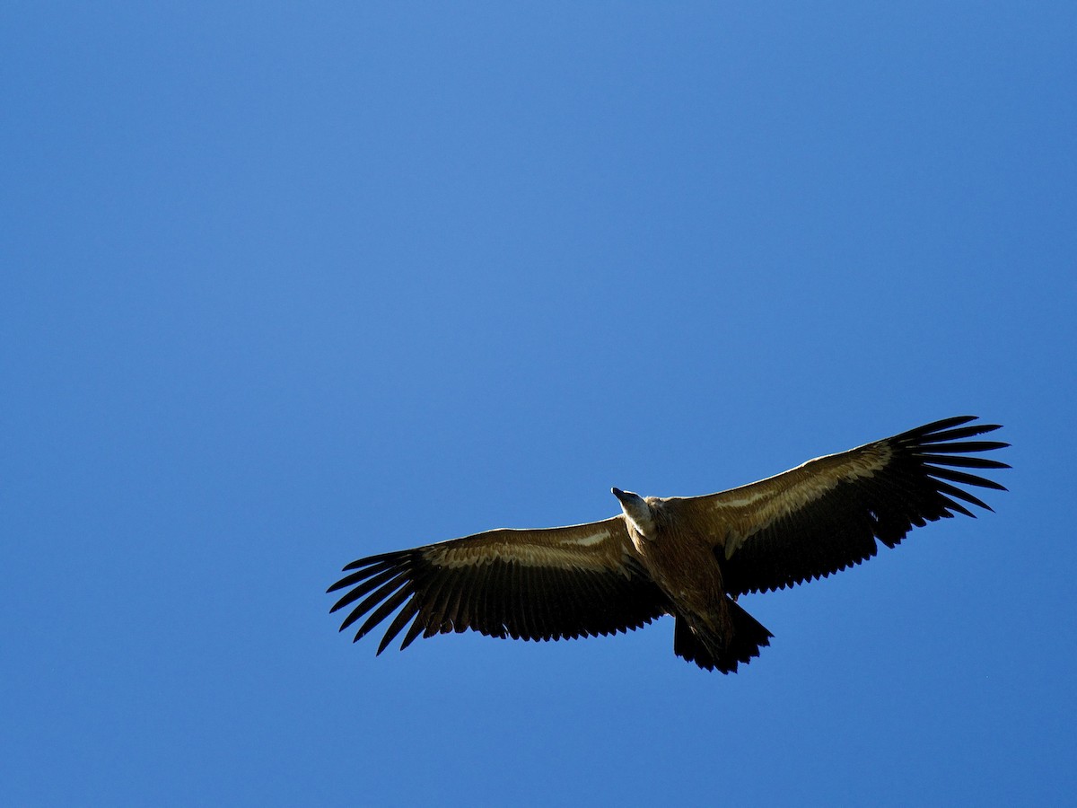 gåsegribb - ML648988907