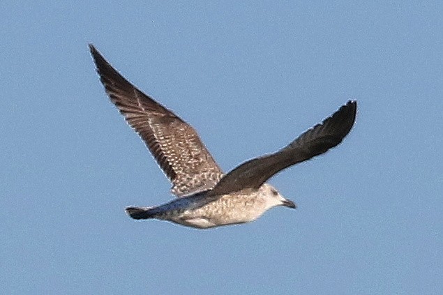 kaspimåke - ML648988915