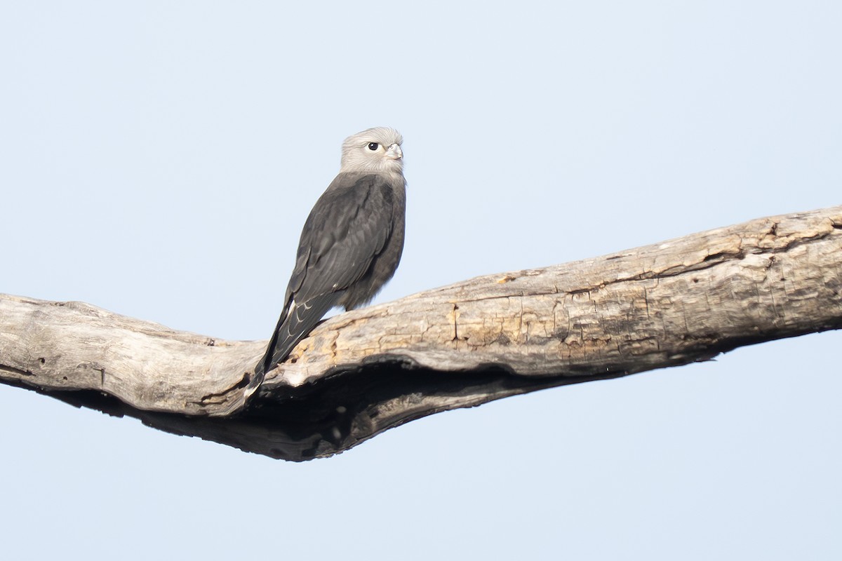 hvitgumpfalk - ML648988920