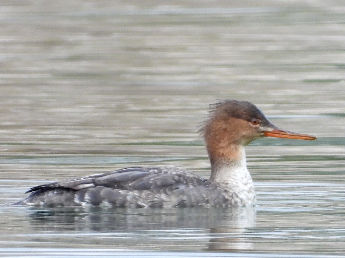 siland - ML648988921