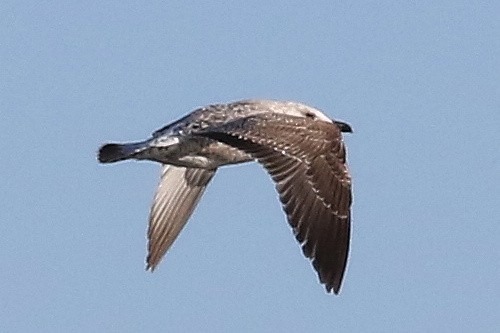 kaspimåke - ML648988922