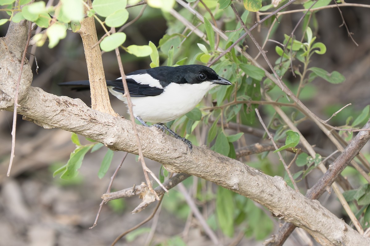 sumpbobo (sticturus) - ML648988923