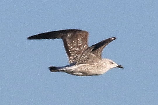 kaspimåke - ML648988924