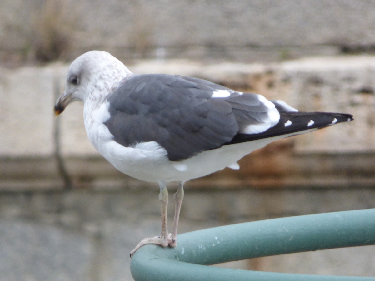 sildemåke - ML648988925