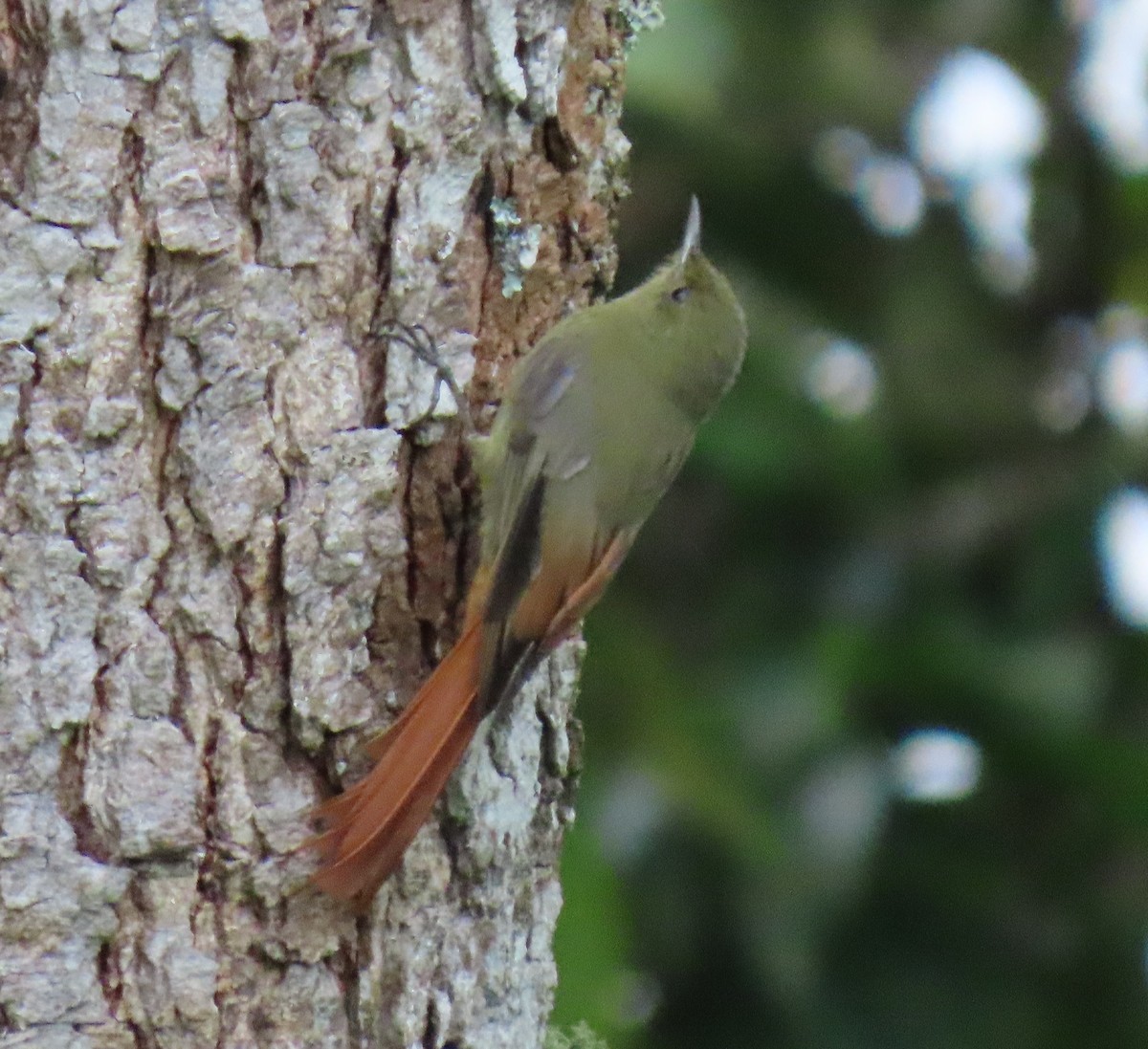 gråhodetreløper - ML648988928