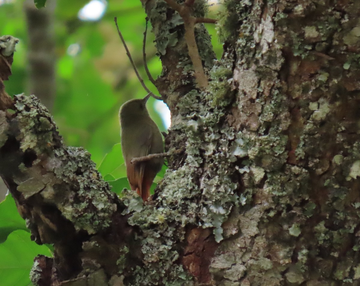 gråhodetreløper - ML648988929