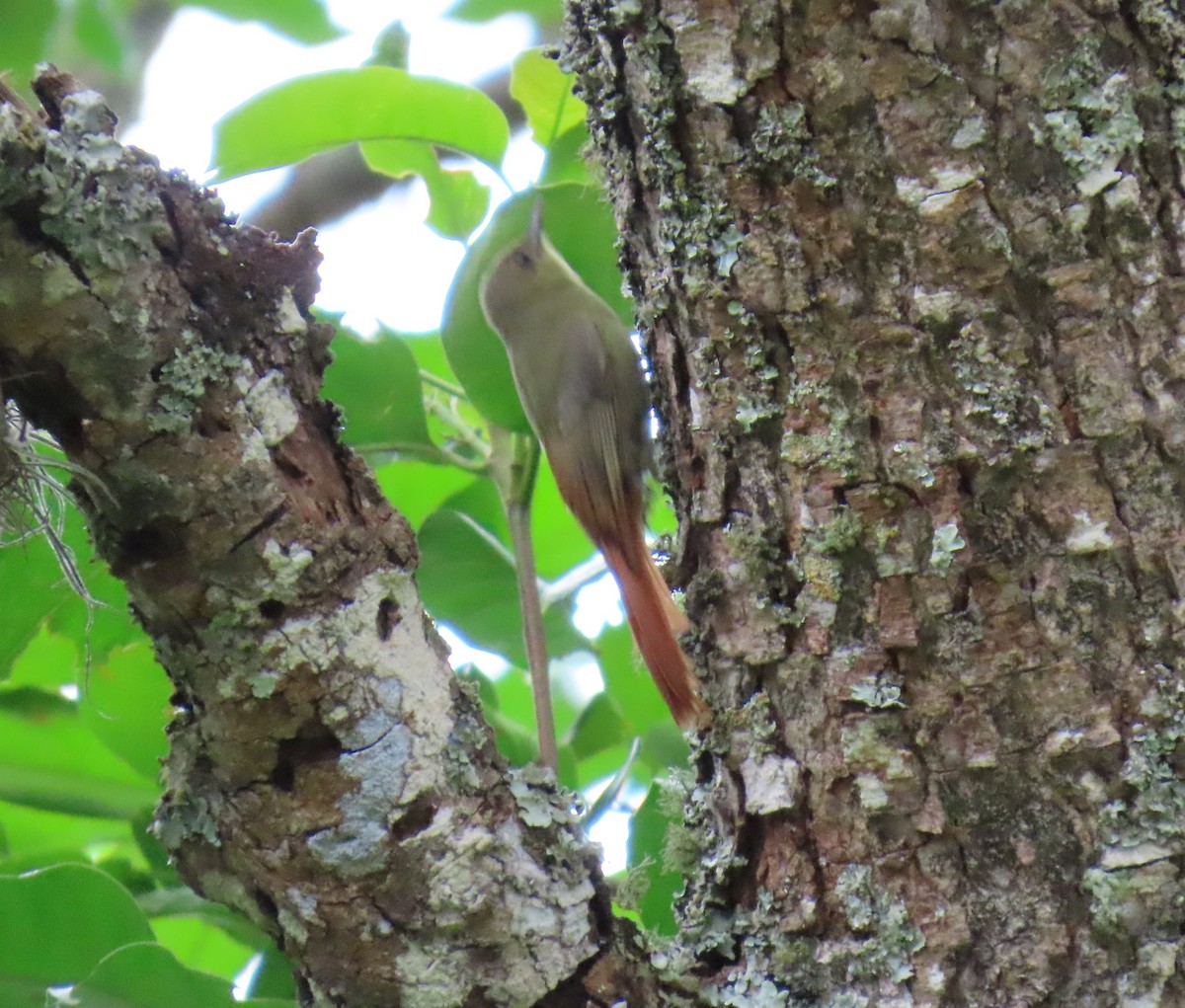 gråhodetreløper - ML648988930