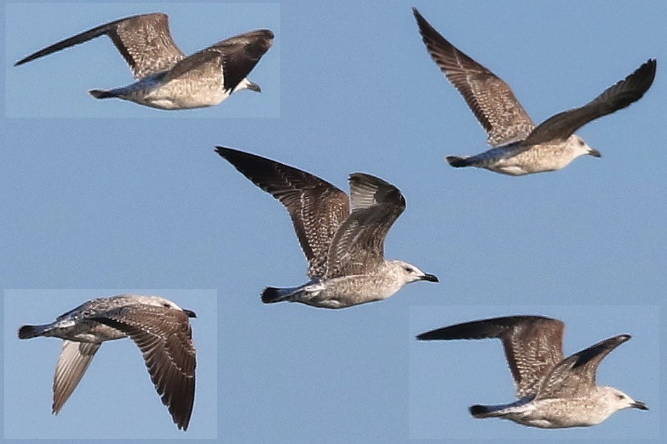 kaspimåke - ML648988931