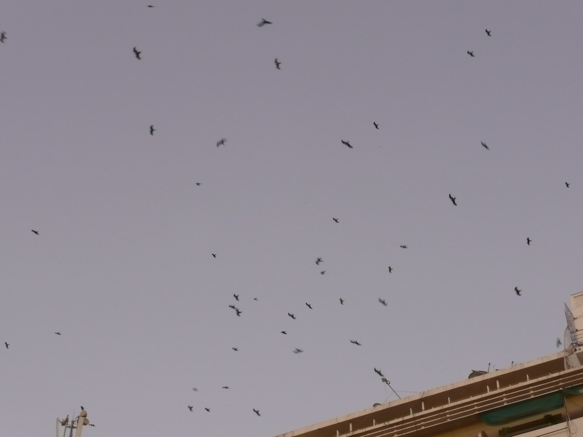 Чёрный коршун - ML648989027