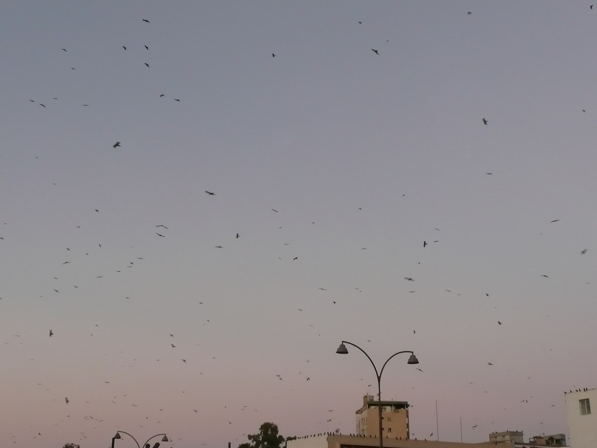 Чёрный коршун - ML648989028