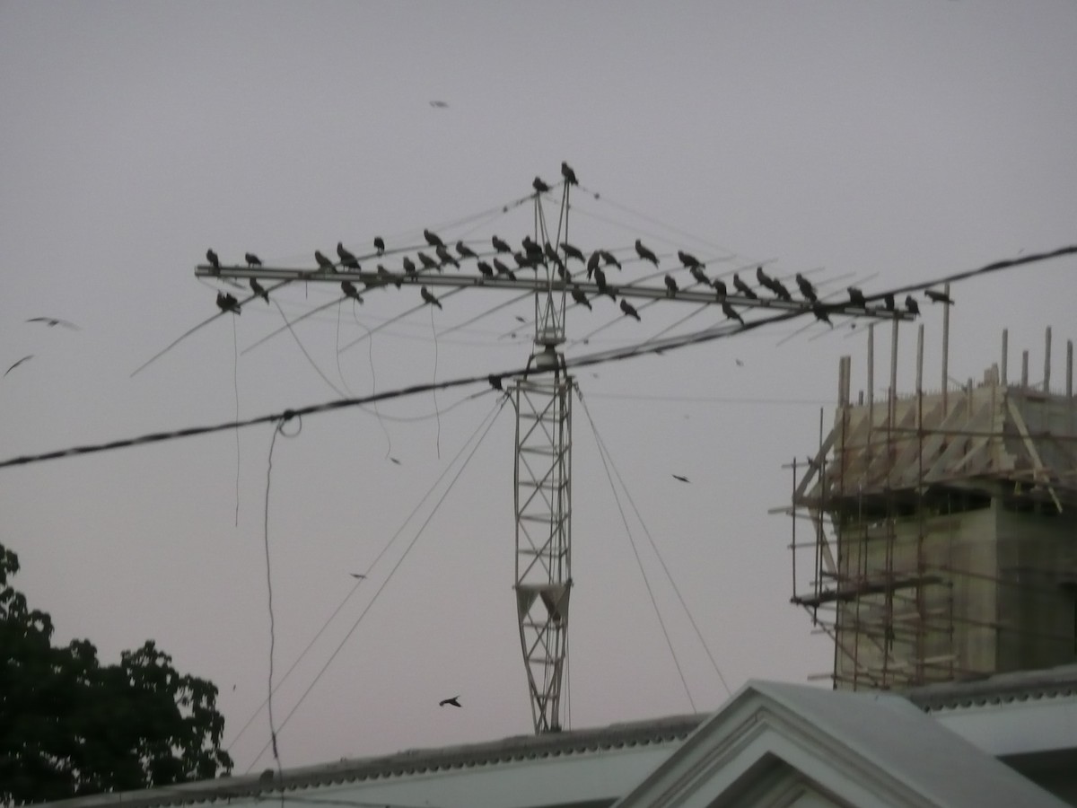 Чёрный коршун - ML648989029