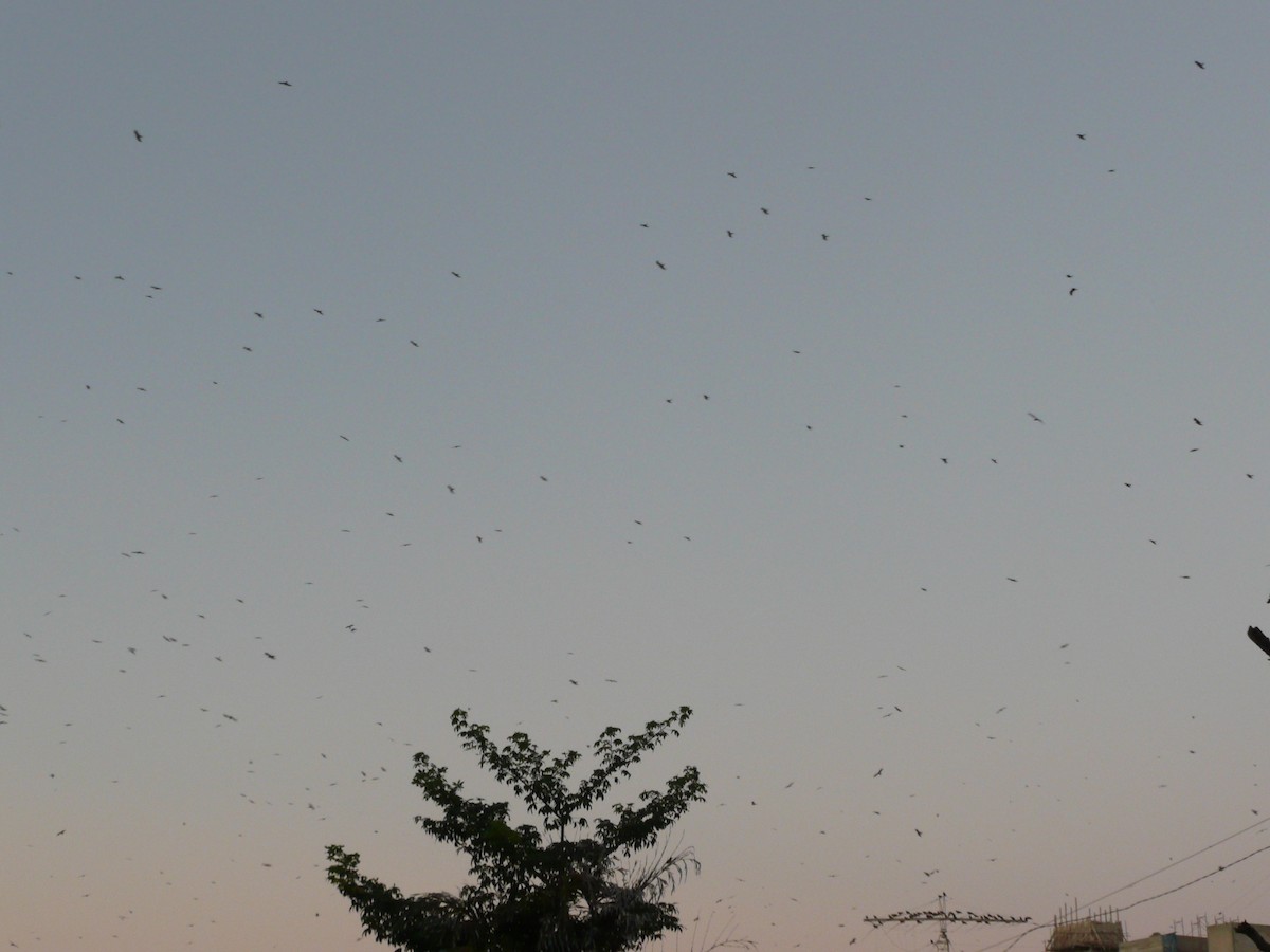 Чёрный коршун - ML648989030