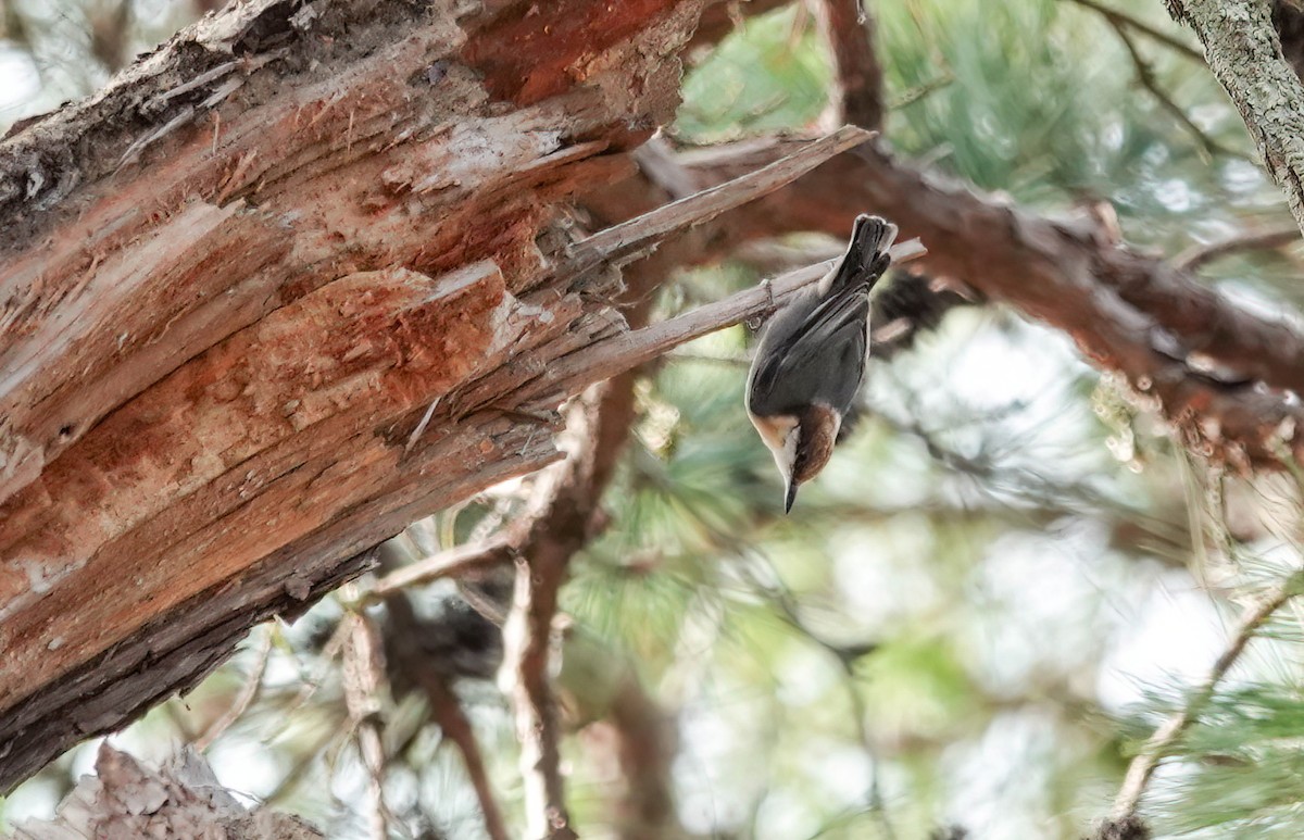 Brown-headed Nuthatch - ML648989170