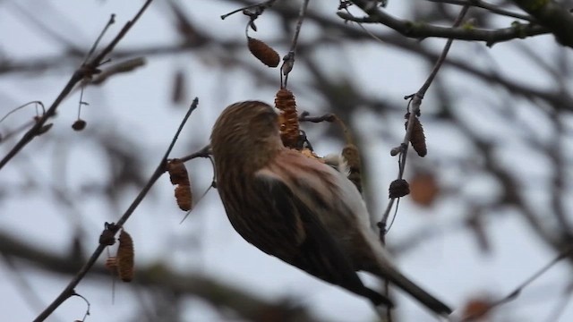 תפוחית שחורת-סנטר (מערב אירופית) - ML648989348