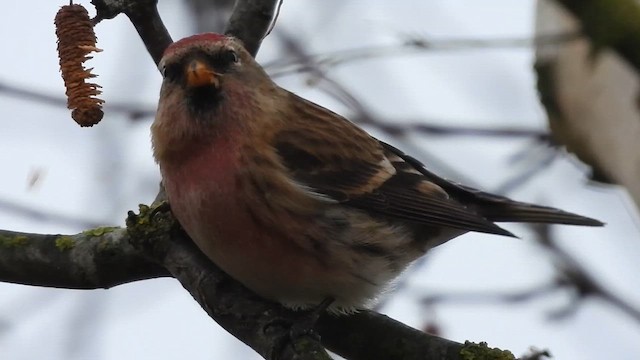 תפוחית שחורת-סנטר (מערב אירופית) - ML648989349