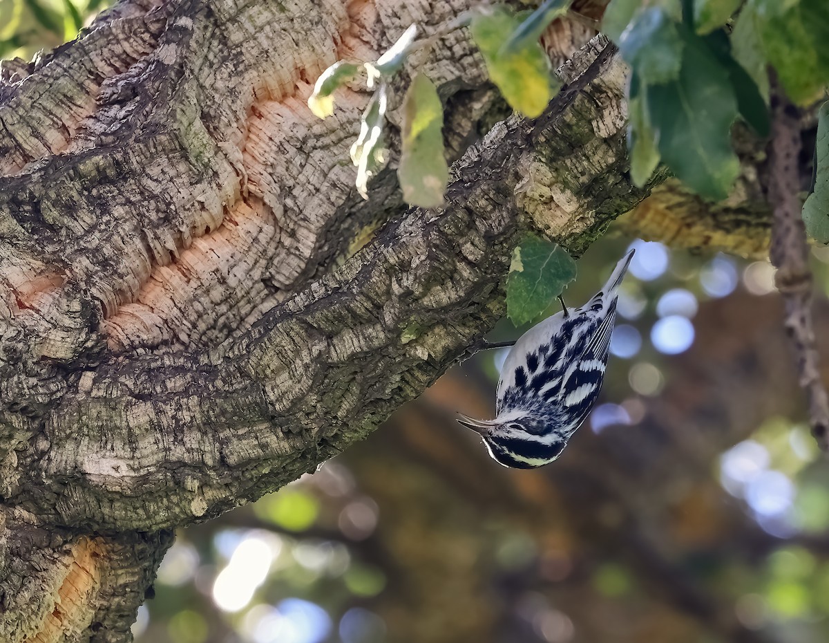 Black-and-white Warbler - ML648989466
