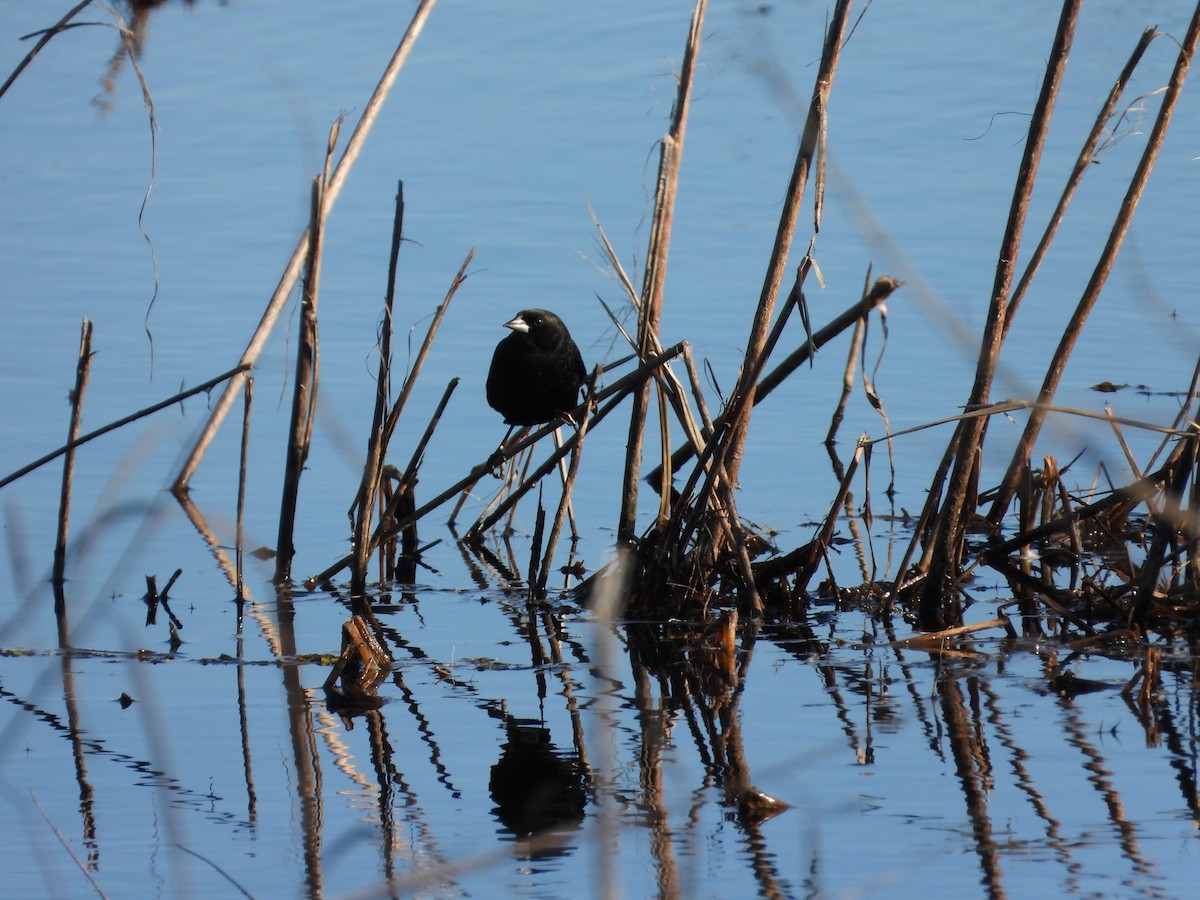 Red-winged Blackbird - ML648989483