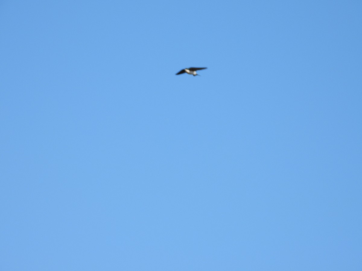 vlaštovka stromová - ML648989488