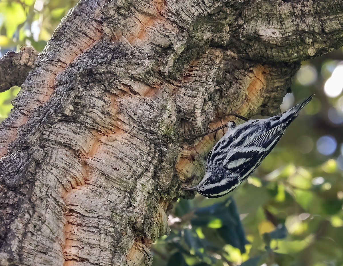 Black-and-white Warbler - ML648989496
