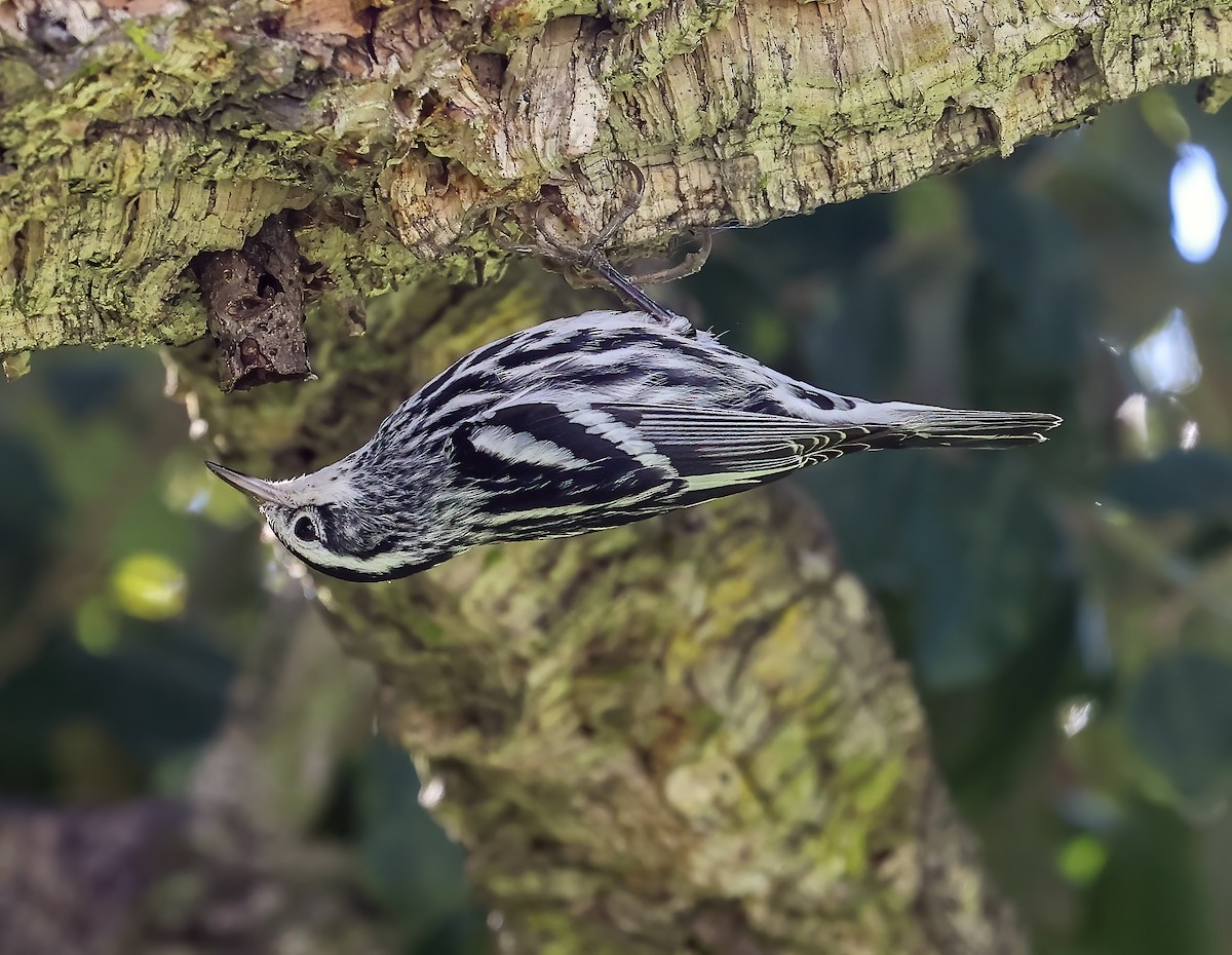 Black-and-white Warbler - ML648989516