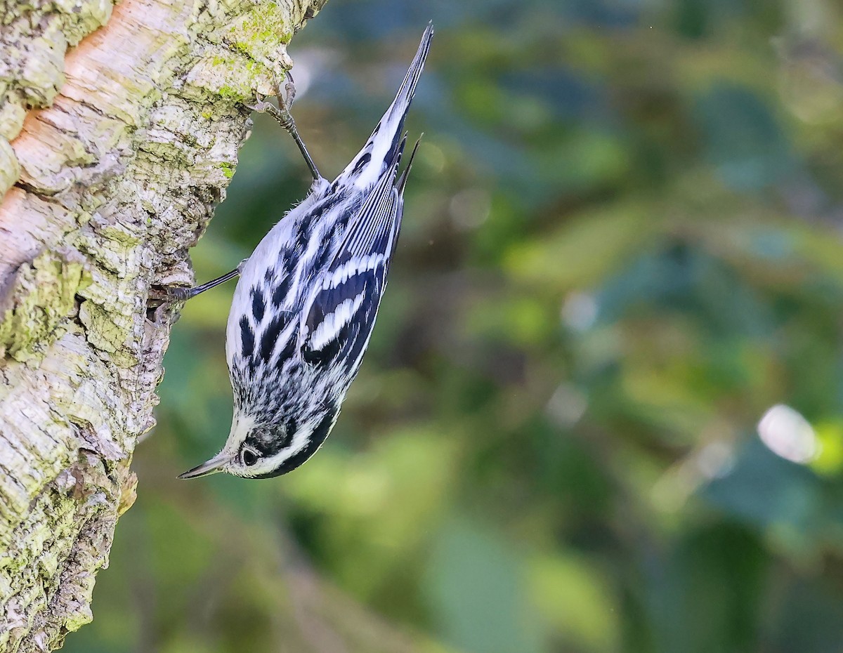 Black-and-white Warbler - ML648989555