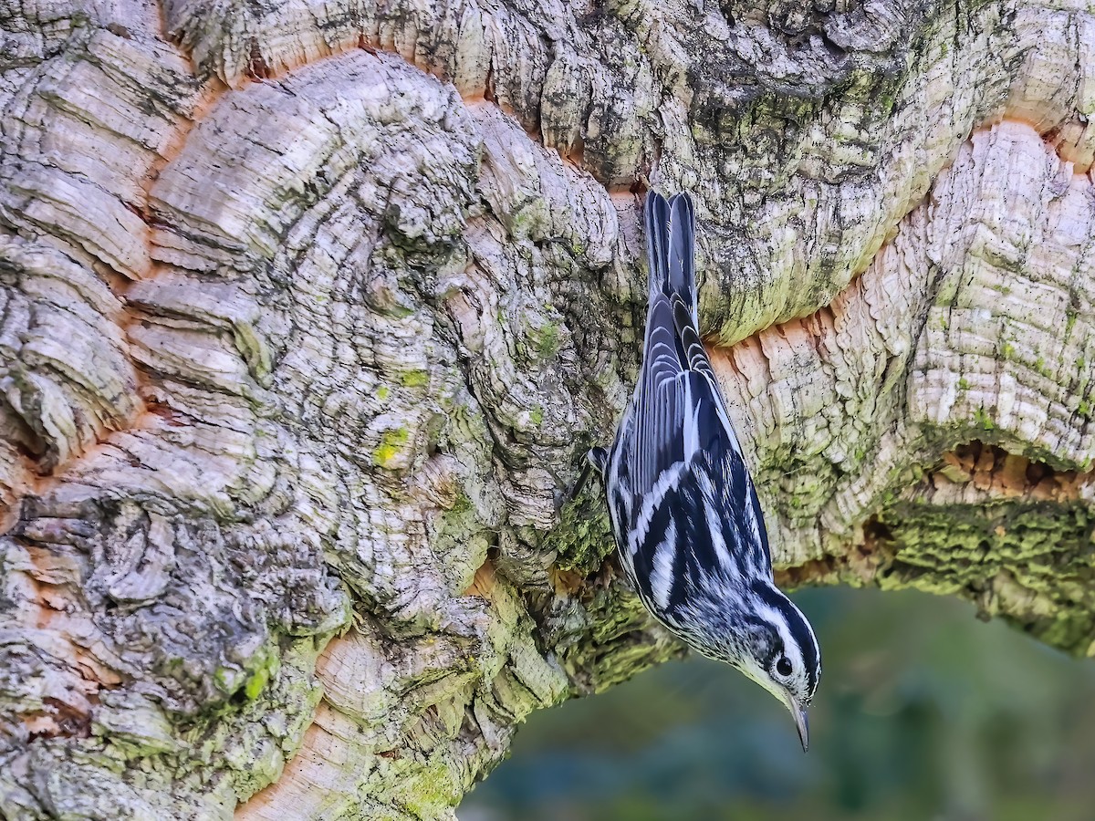 Black-and-white Warbler - ML648989588