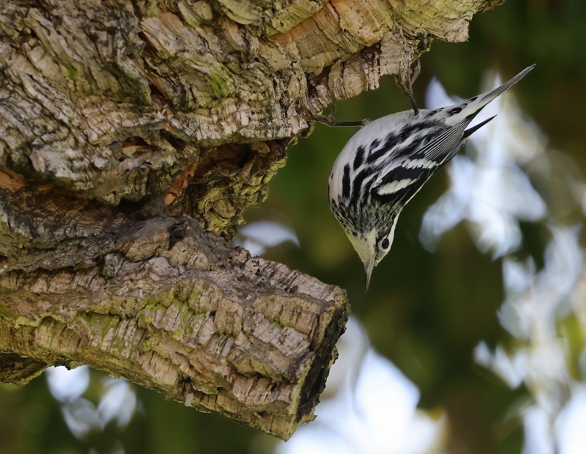 Black-and-white Warbler - ML648989602