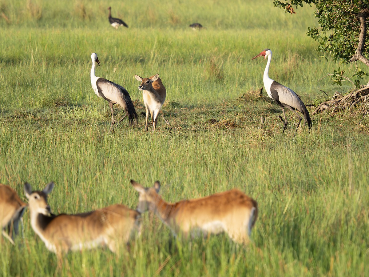 ホオカザリヅル - ML648989883