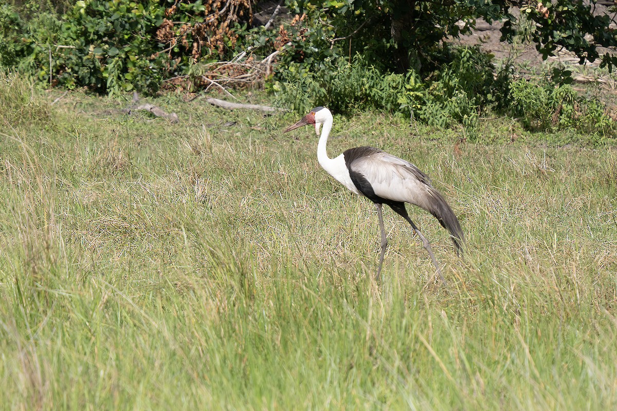 ホオカザリヅル - ML648989891