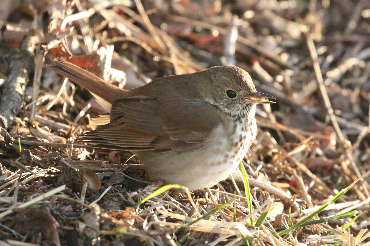 קיכלי חלוד-זנב - ML648990165