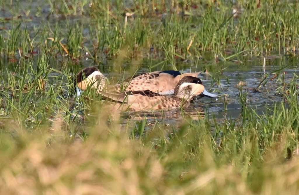 Sarcelle à bec bleu - ML648990465