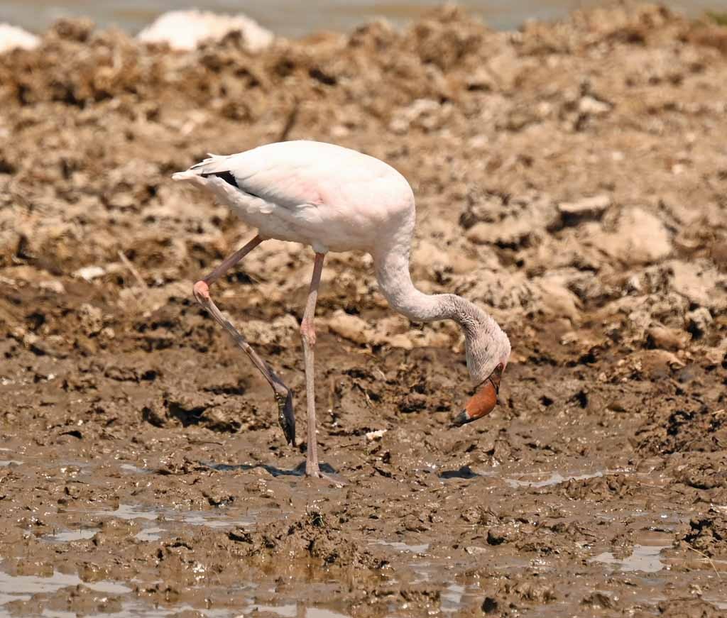 Lesser Flamingo - ML648990644