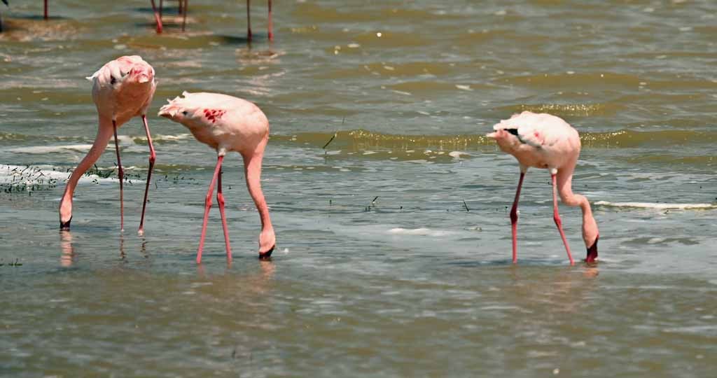 Lesser Flamingo - ML648990645