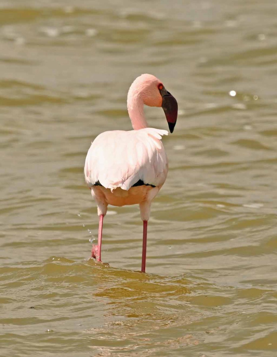 Lesser Flamingo - ML648990646