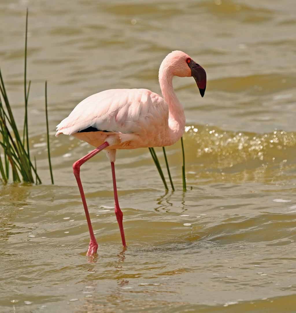 Lesser Flamingo - ML648990647