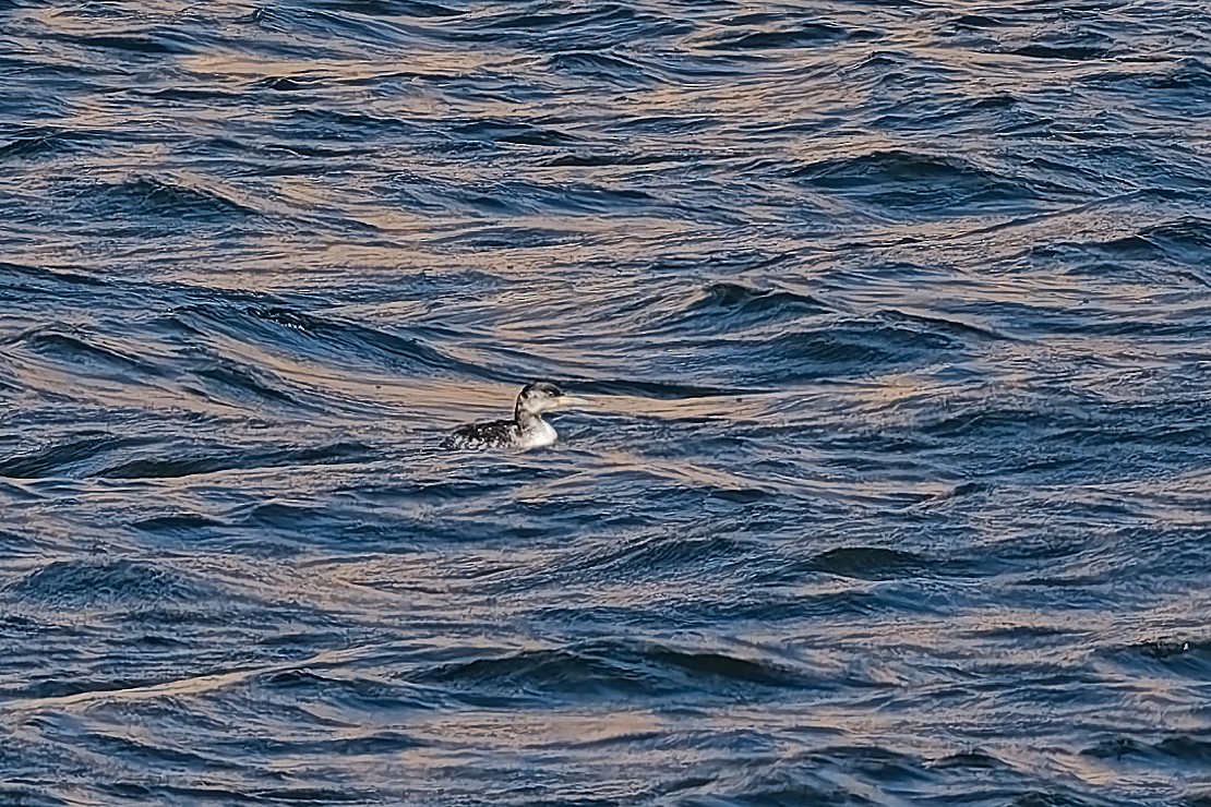 Red-necked Grebe - ML648990859