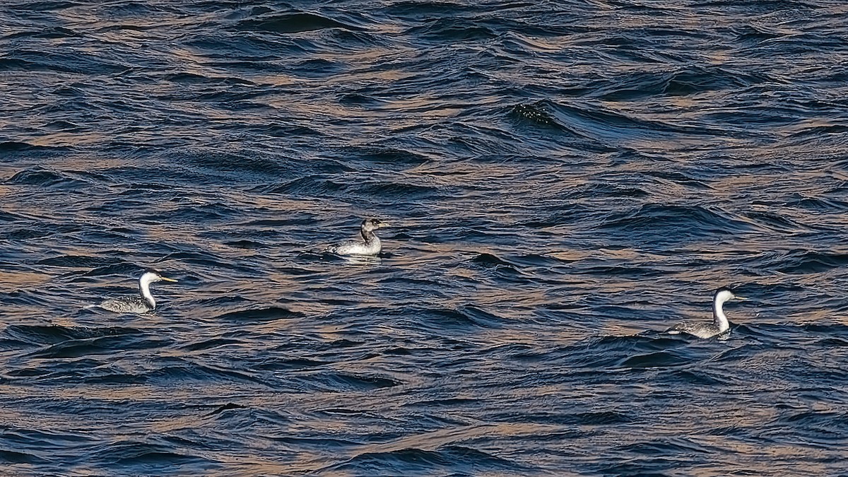 Red-necked Grebe - ML648990860