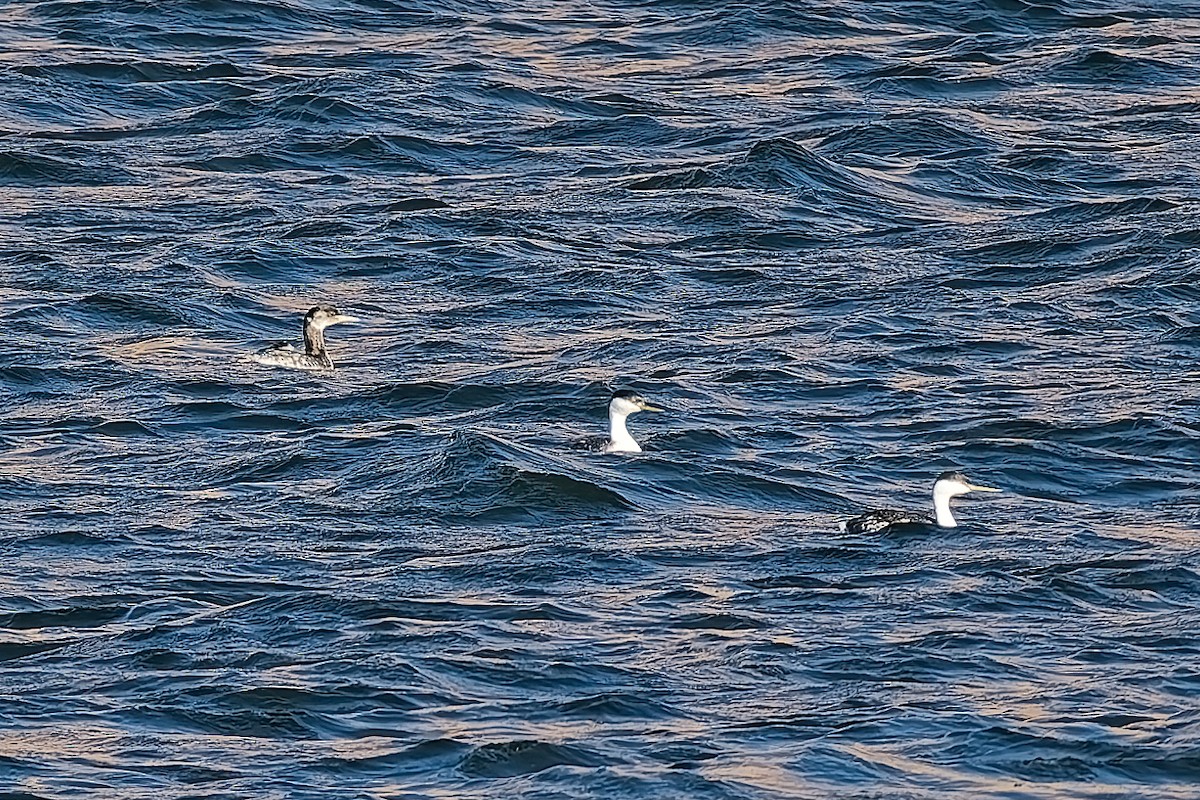 Red-necked Grebe - ML648990864