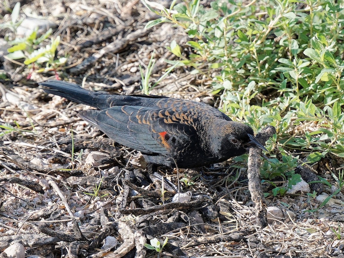 Red-winged Blackbird - ML648990964