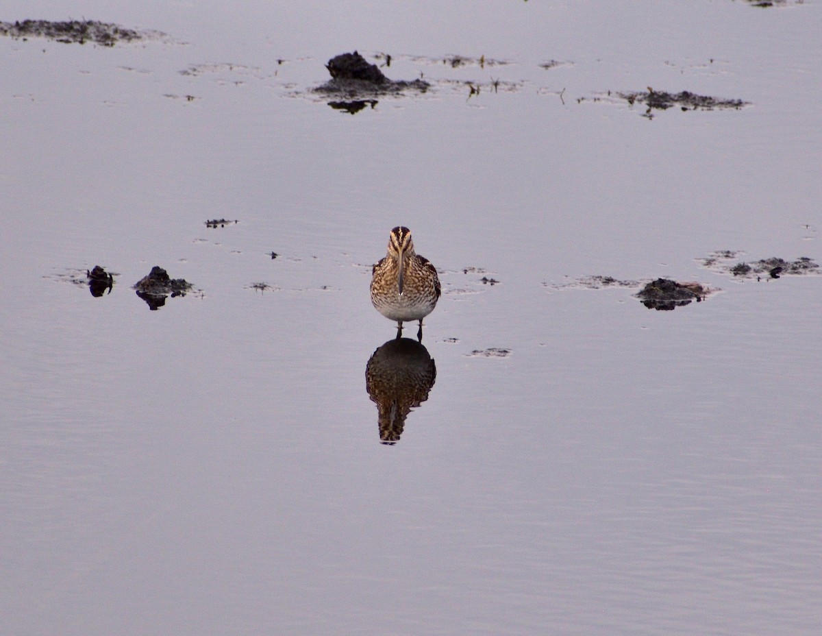 Wilson's Snipe - ML648991156